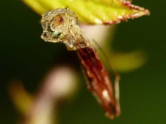 Pholcidae da id. No. Rhomphaea sp. - Usini (SS)